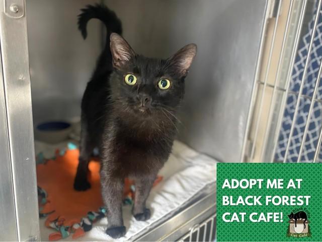 Enlarge MIDNIGHT, a Adoptable Domestic Short Hair in Fort Wayne, IN image 1/1