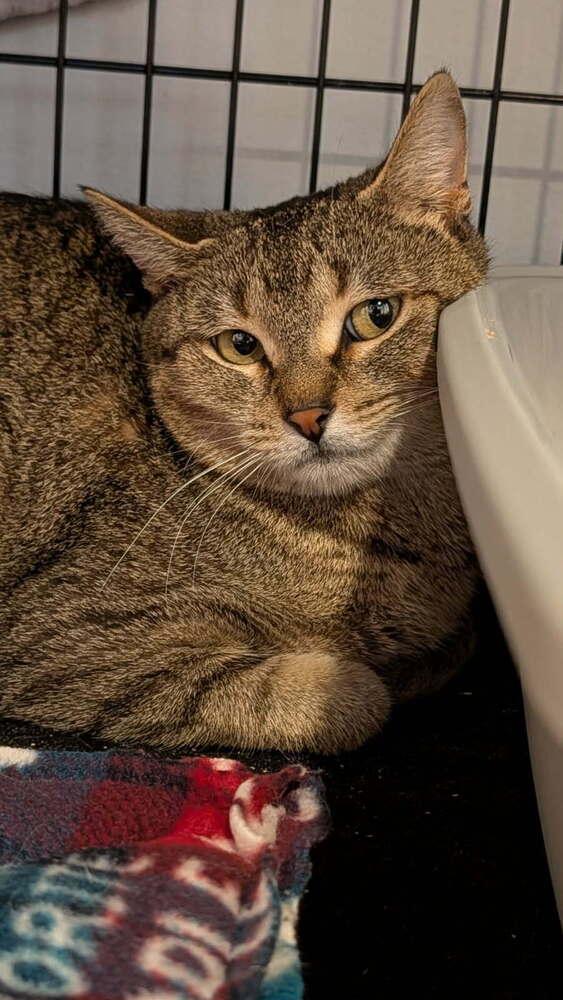 Ash, Adoptable, Young Female Domestic Short Hair.