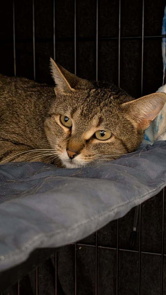 Enlarge Ash, a Adoptable Domestic Short Hair in Ferndale, MI image 2/6