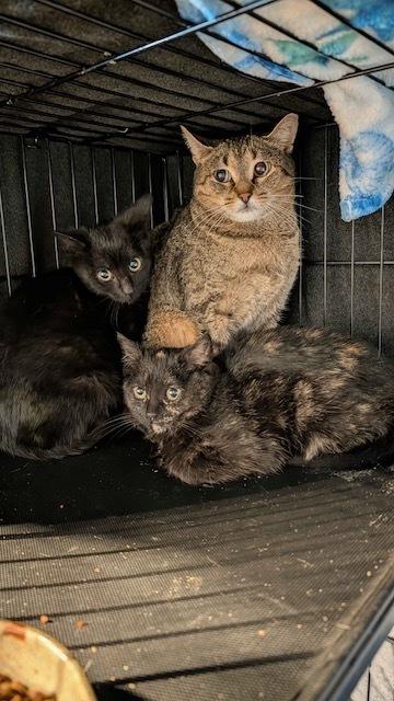 Enlarge Ash, a Adoptable Domestic Short Hair in Ferndale, MI image 3/6