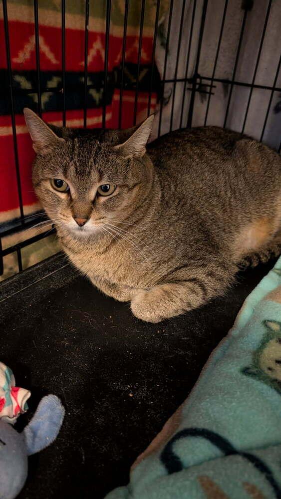 Enlarge Ash, a Adoptable Domestic Short Hair in Ferndale, MI image 4/6