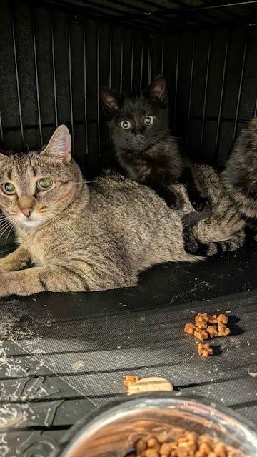 Enlarge Ash, a Adoptable Domestic Short Hair in Ferndale, MI image 5/6