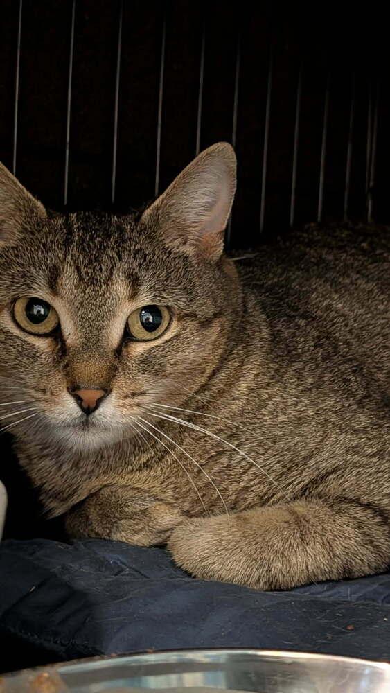 Enlarge Ash, a Adoptable Domestic Short Hair in Ferndale, MI image 6/6