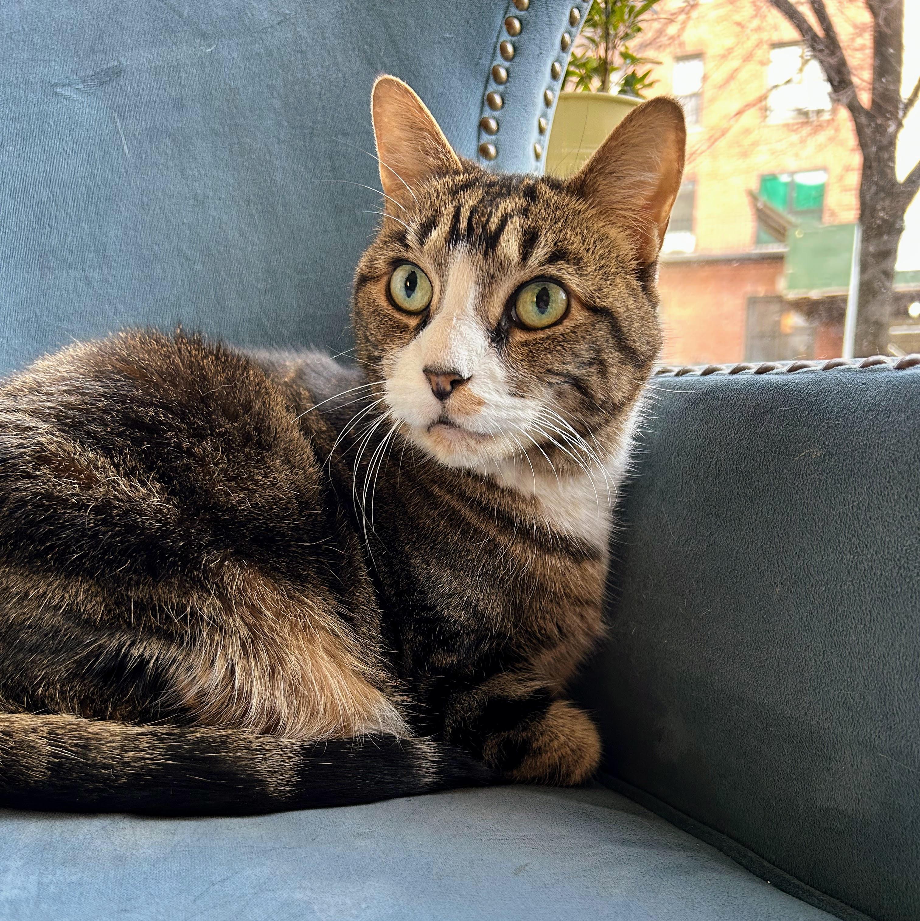 Summer, Adoptable, Senior Female Domestic Short Hair.