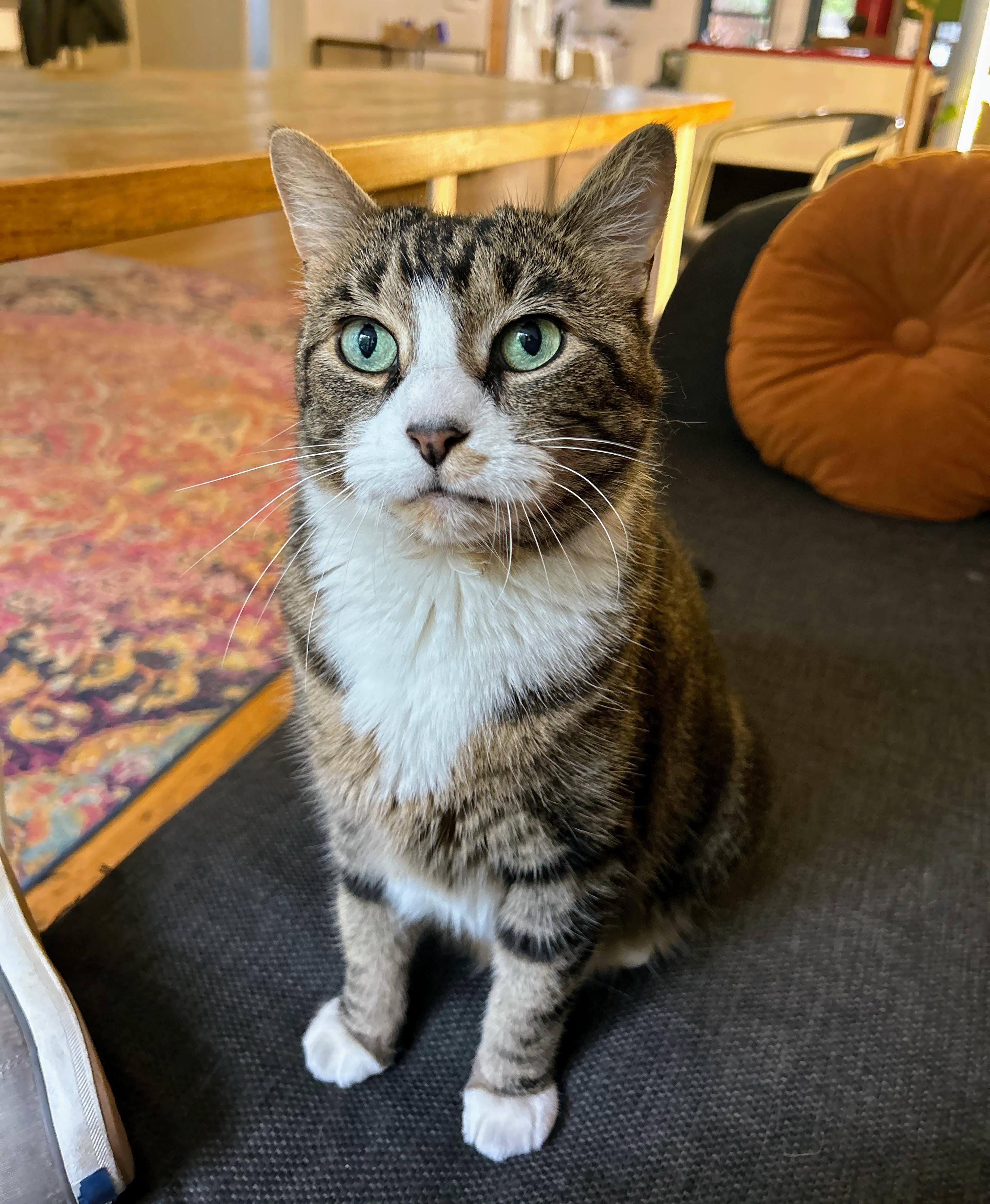 Summer, a Adoptable Domestic Short Hair in Brooklyn, NY image 2/3