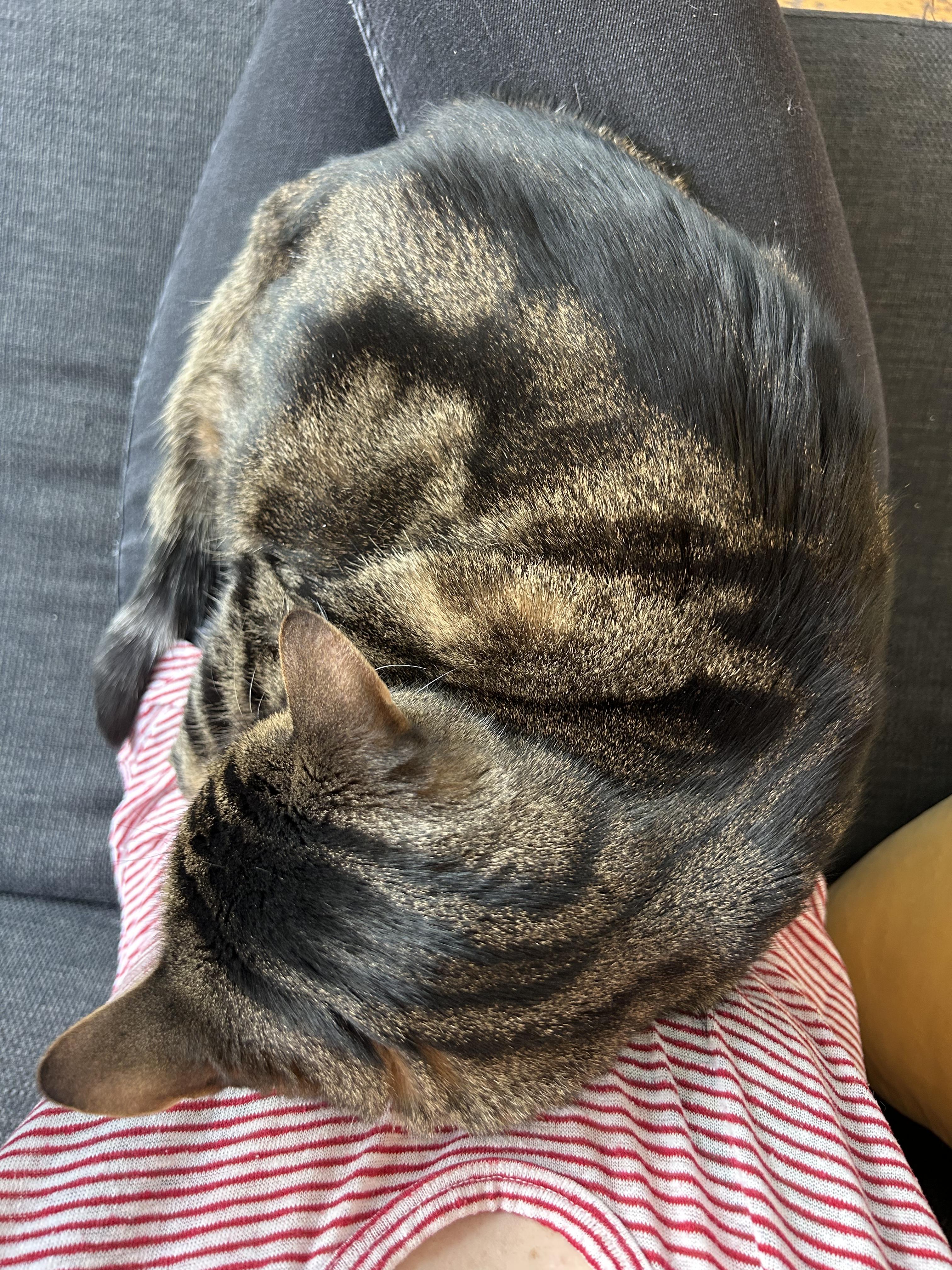 Summer, a Adoptable Domestic Short Hair in Brooklyn, NY image 3/3