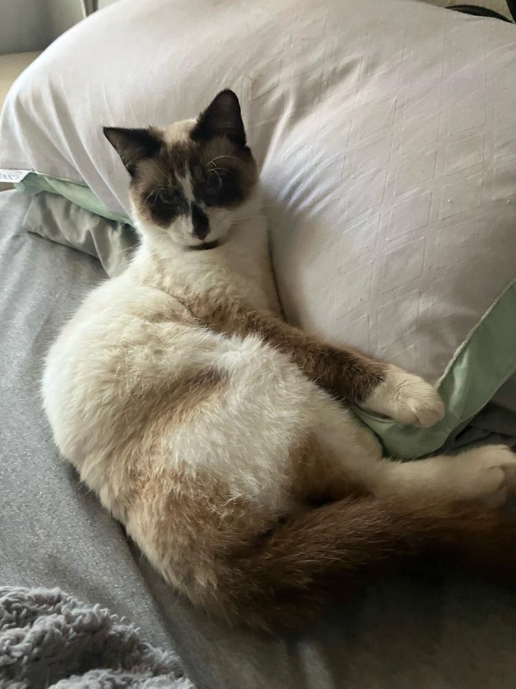 Cyan, Adoptable, Adult Male Domestic Short Hair & Siamese.