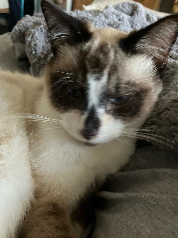 Enlarge Cyan, a Adoptable mixed breed in Orlando, FL image 3/6