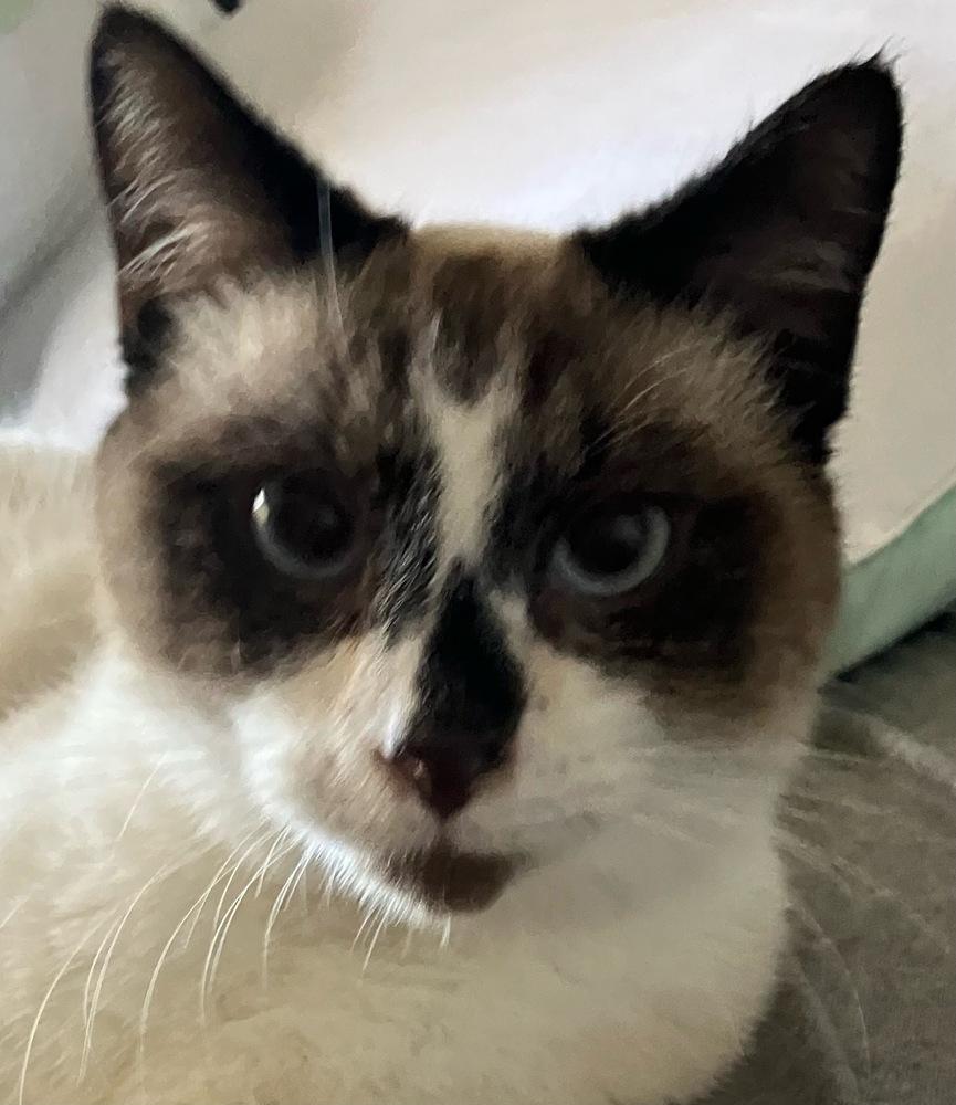 Enlarge Cyan, a Adoptable mixed breed in Orlando, FL image 5/6