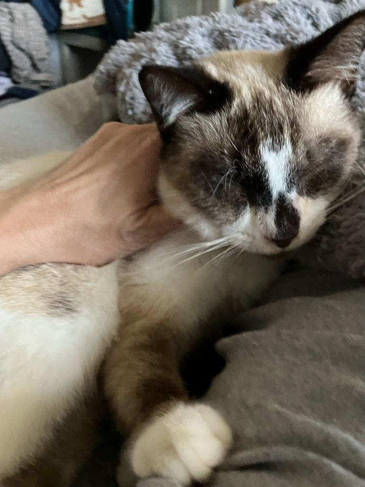 Enlarge Cyan, a Adoptable mixed breed in Orlando, FL image 6/6