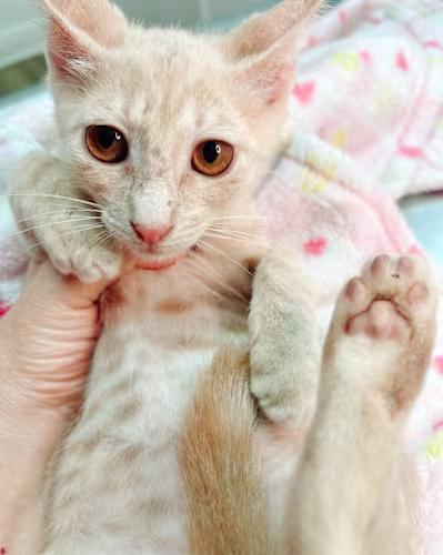 Enlarge Sprout, a Adopted Domestic Short Hair in North Palm Beach, FL image 1/1