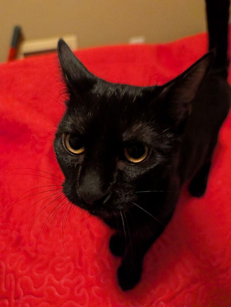 Quill (Sienna), a Adoptable Domestic Short Hair in Statesboro, GA image 1/4