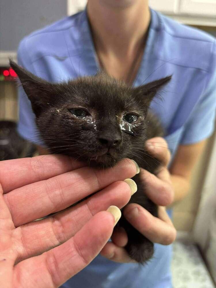 Quill (Sienna), a Adoptable Domestic Short Hair in Statesboro, GA image 2/4