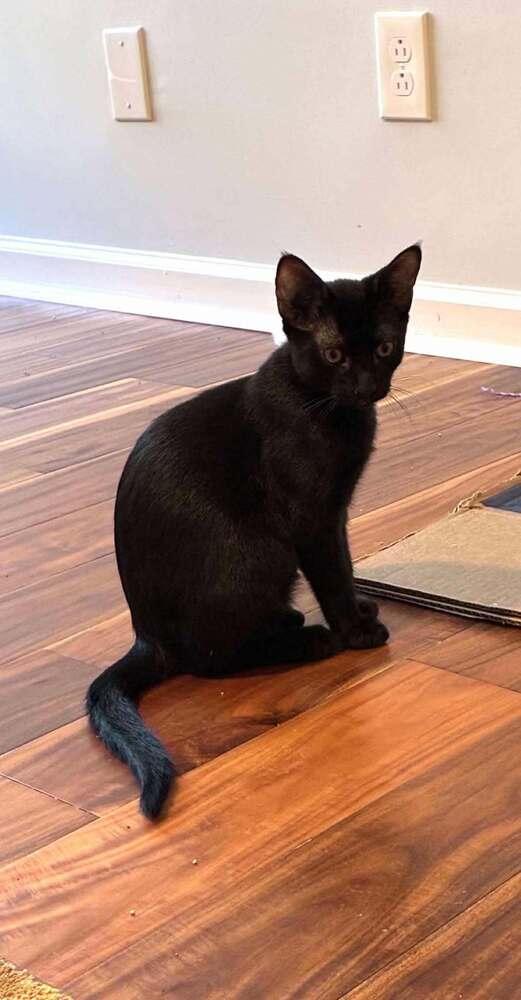 Quill (Sienna), a Adoptable Domestic Short Hair in Statesboro, GA image 3/4