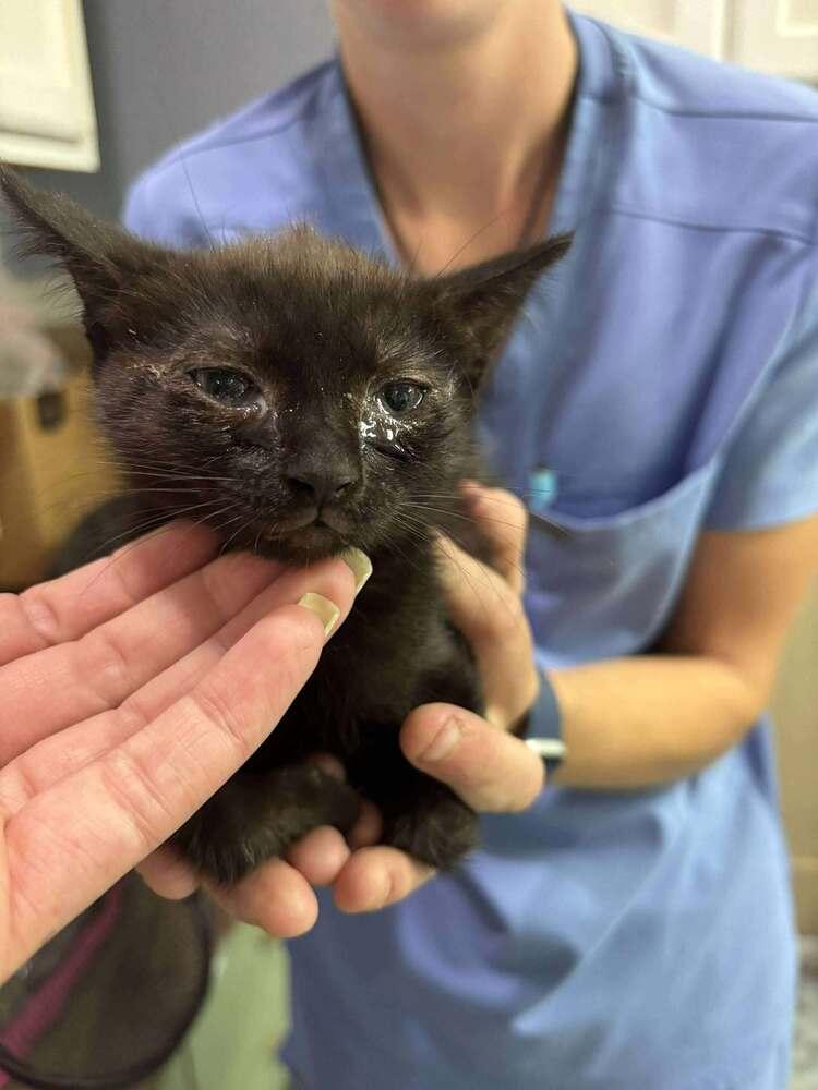 Quill (Sienna), a Adoptable Domestic Short Hair in Statesboro, GA image 4/4