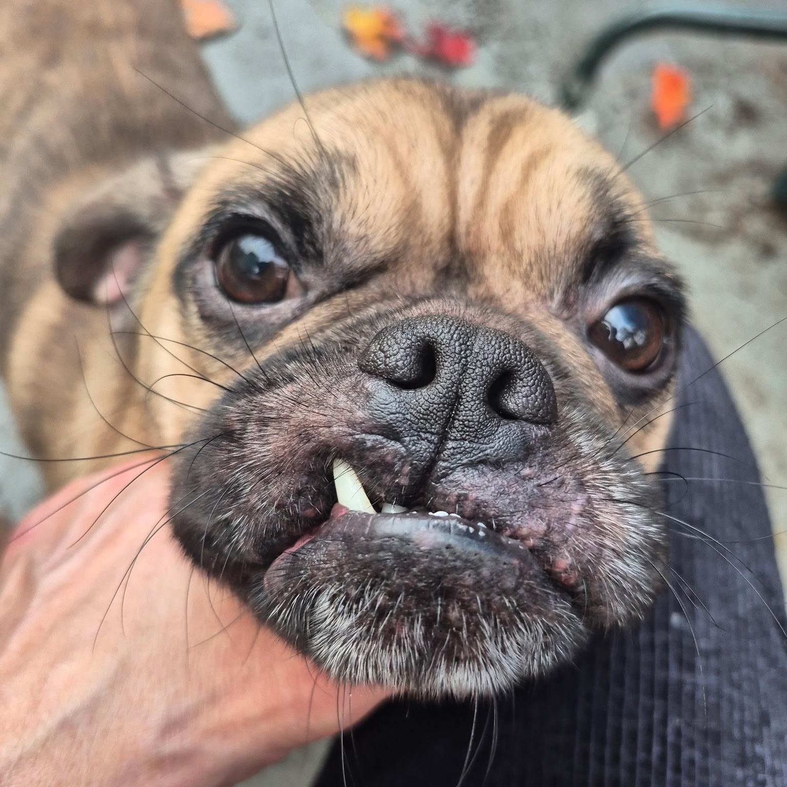 Enlarge Chico, a Adoptable mixed breed in Northampton, MA image 4/6