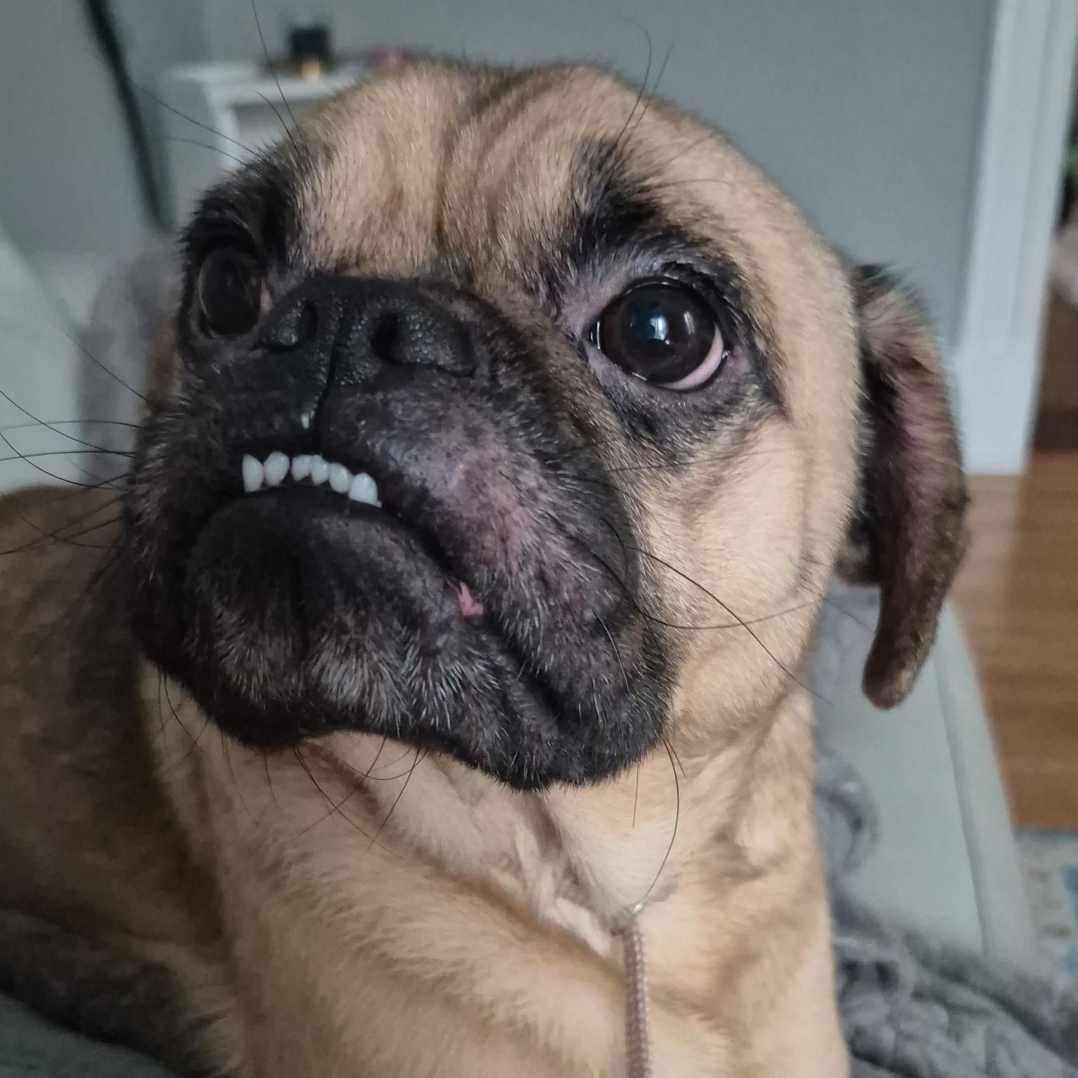 Enlarge Chico, a Adoptable mixed breed in Northampton, MA image 2/6