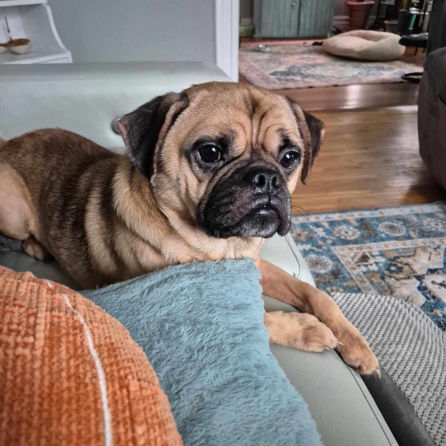 Chico, Adoptable, Young Male Pug.