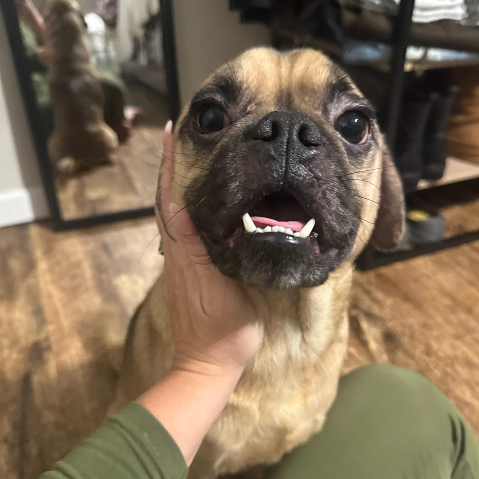Enlarge Chico, a Adoptable mixed breed in Northampton, MA image 5/6