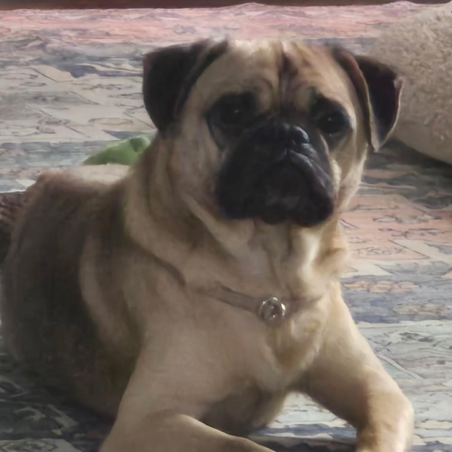 Enlarge Chico, a Adoptable mixed breed in Northampton, MA image 3/6