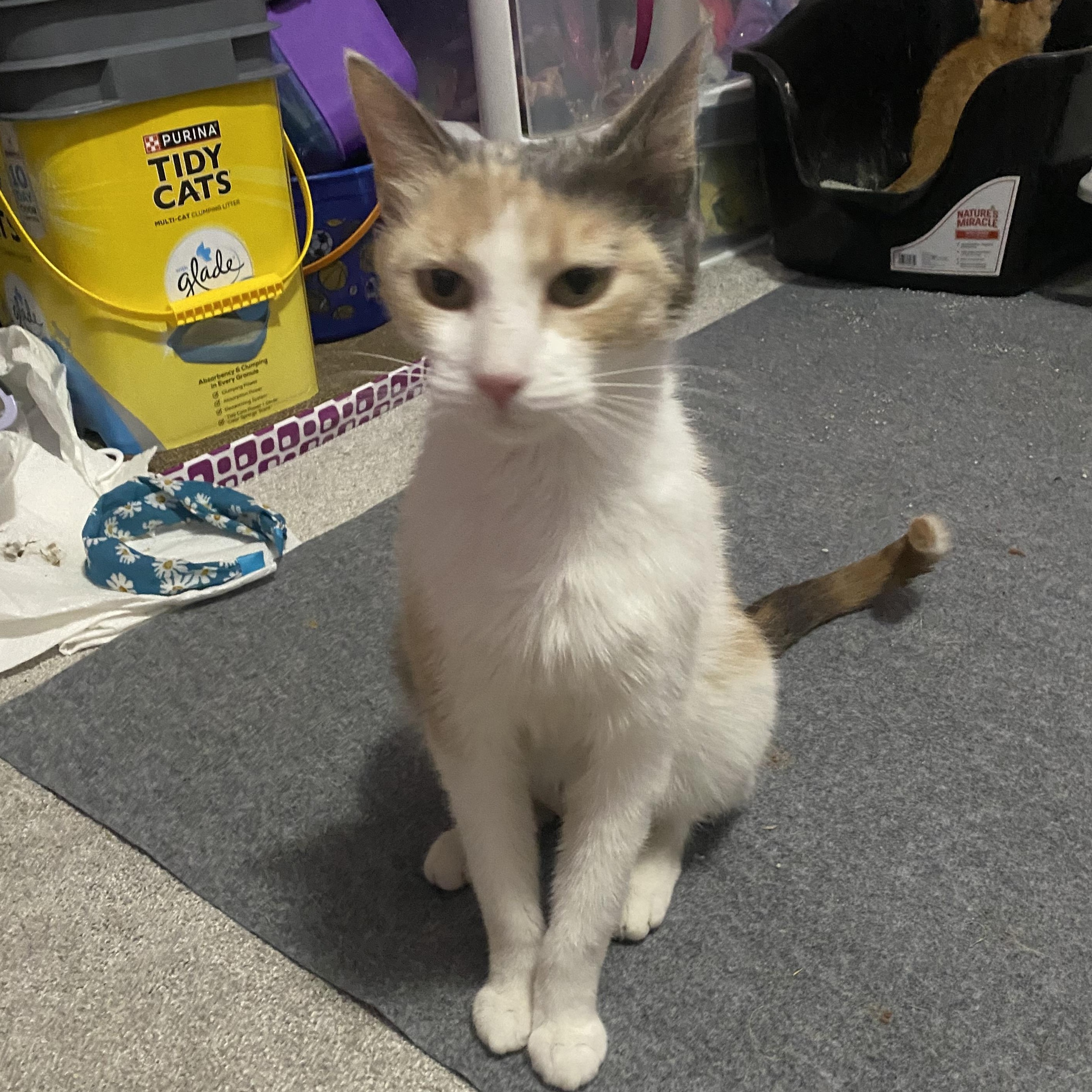 Saffron, a Adoptable Dilute Calico in Buffalo, NY image 1/2