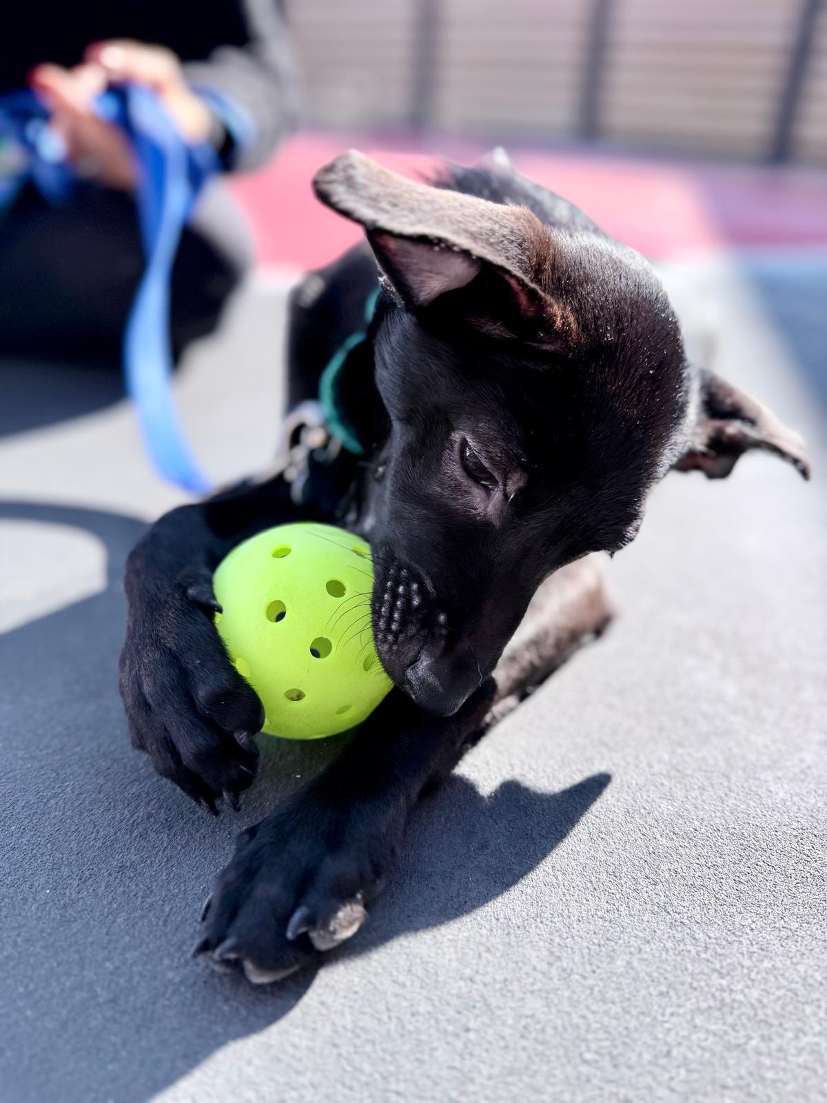 Enlarge Emmie, a Adopted mixed breed in New York, NY image 6/6