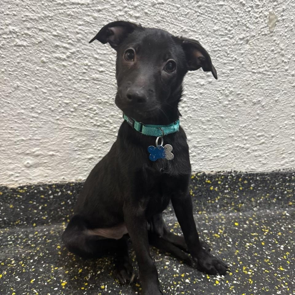 Emmie, Adopted, Young Female Chihuahua.