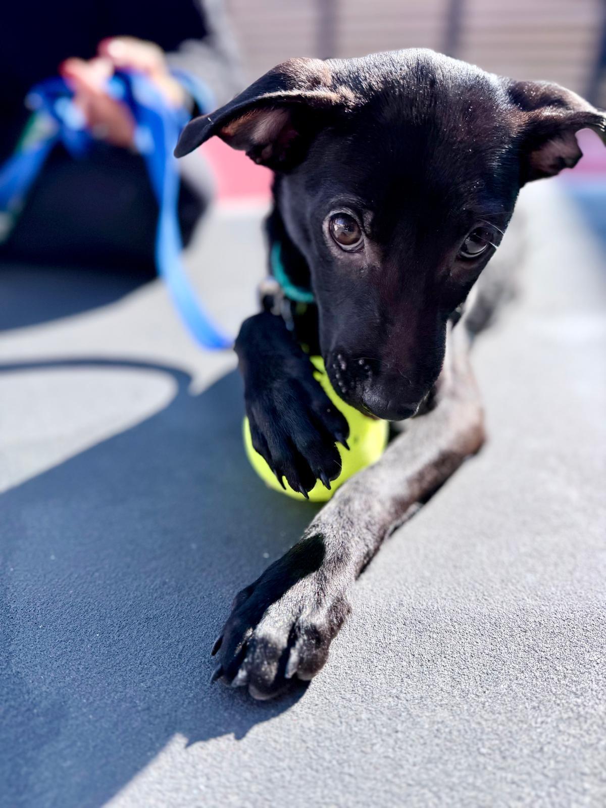 Enlarge Emmie, a Adopted mixed breed in New York, NY image 4/6