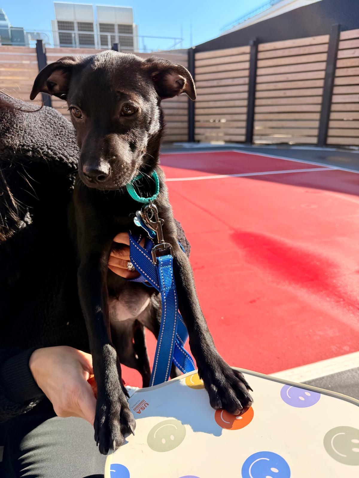 Enlarge Emmie, a Adopted mixed breed in New York, NY image 5/6