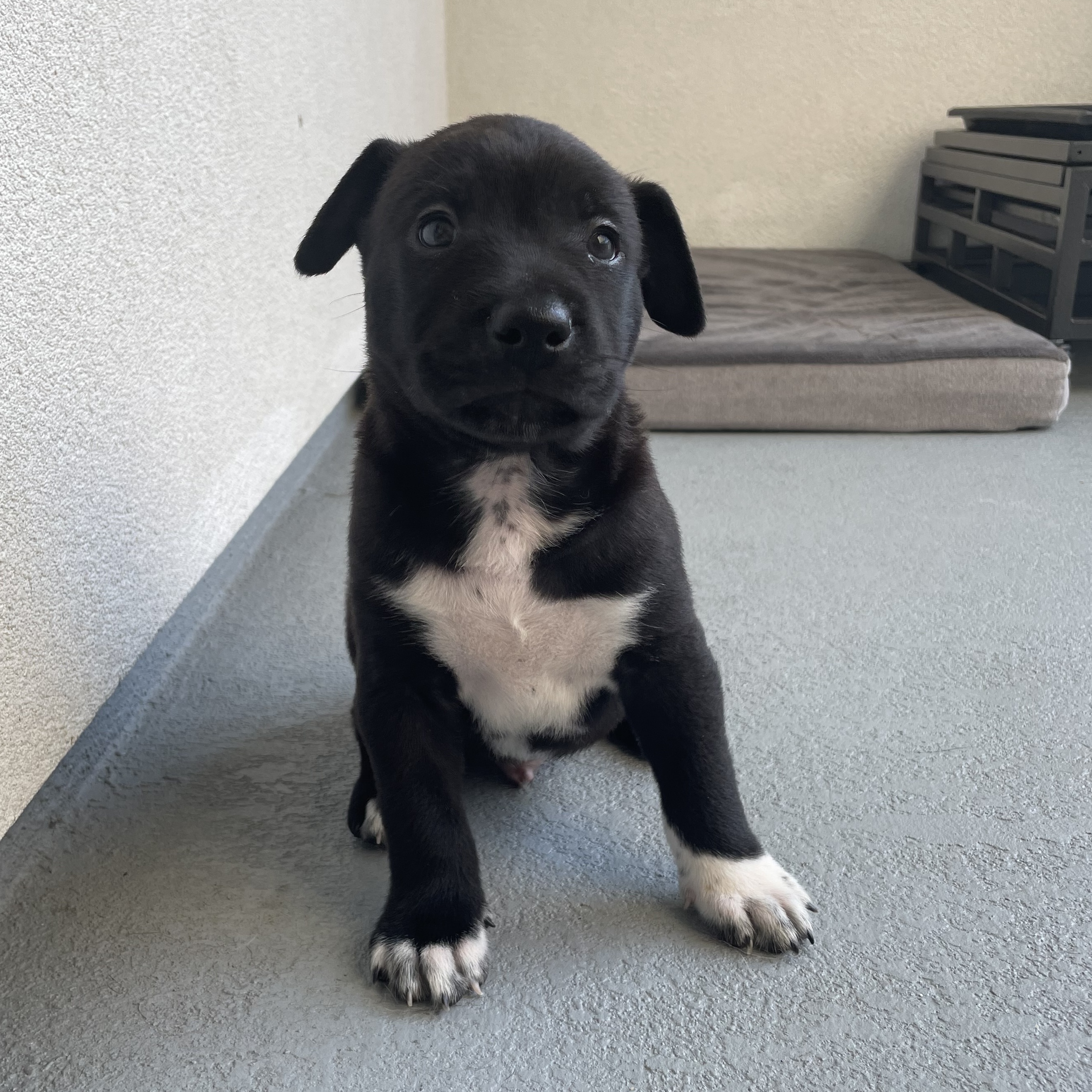 Dog for adoption Elton (Rock Star Litter), a Shepherd Mix in San