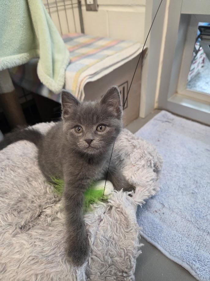 Enlarge Blossom, Bear and Bumble , a Adoptable Domestic Short Hair in New Westminster, BC image 2/4