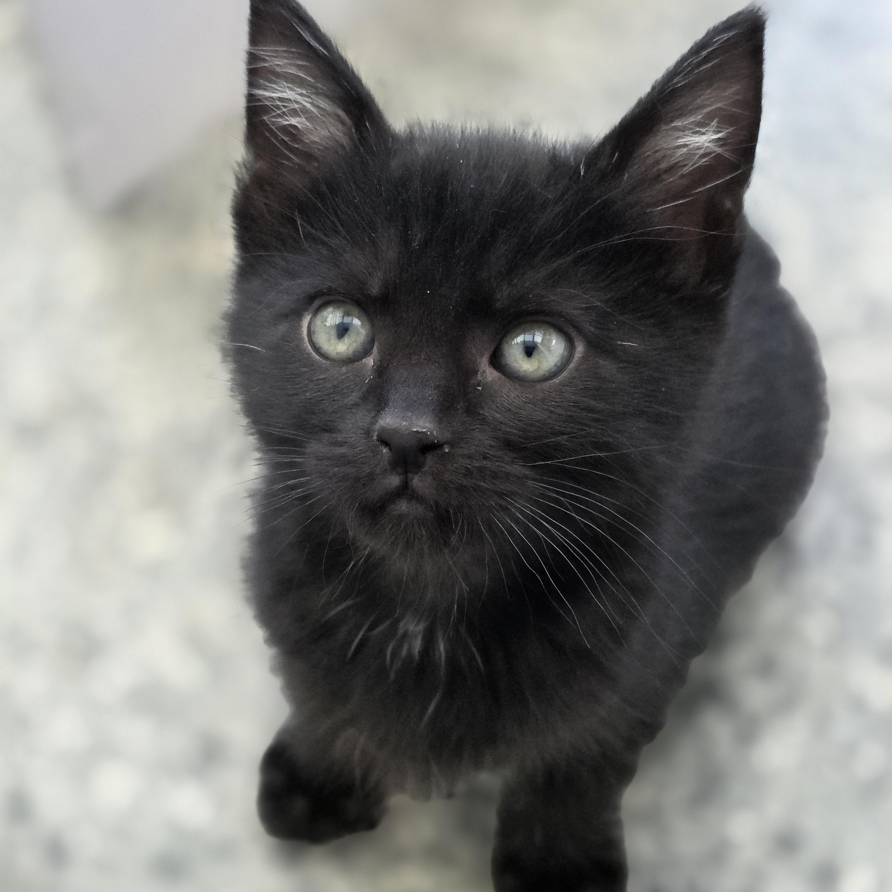 Enlarge Blossom, Bear and Bumble , a Adoptable Domestic Short Hair in New Westminster, BC image 3/4