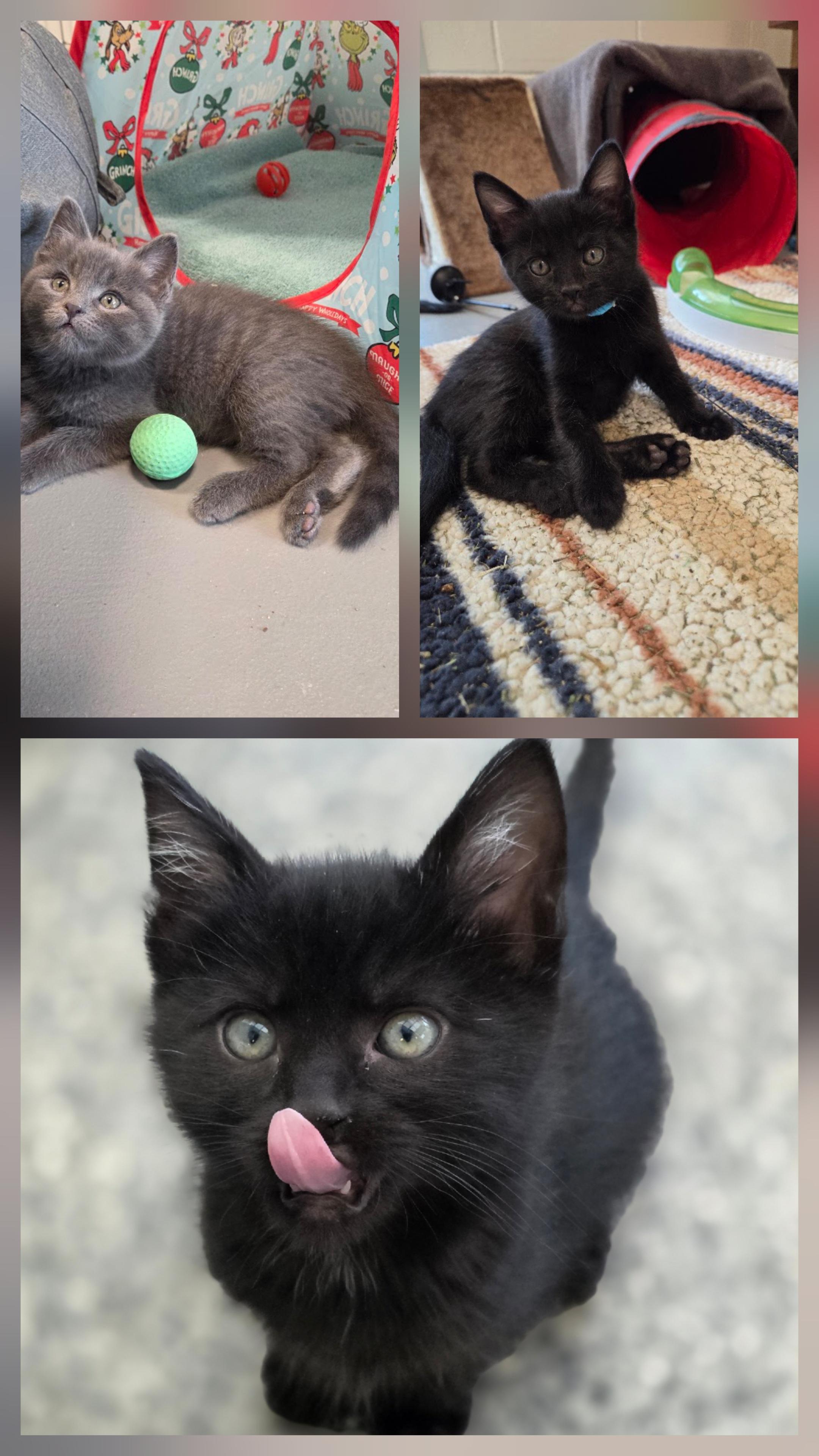Enlarge Blossom, Bear and Bumble , a Adoptable Domestic Short Hair in New Westminster, BC image 1/4