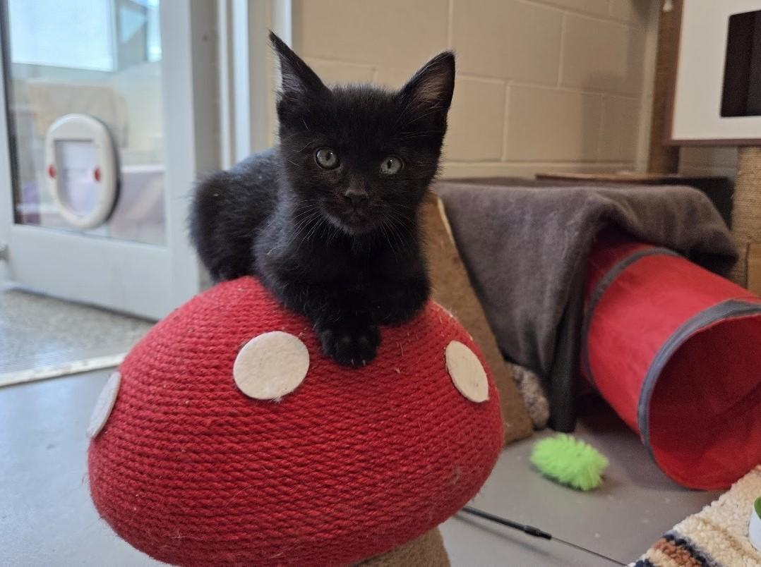 Enlarge Blossom, Bear and Bumble , a Adoptable Domestic Short Hair in New Westminster, BC image 4/4