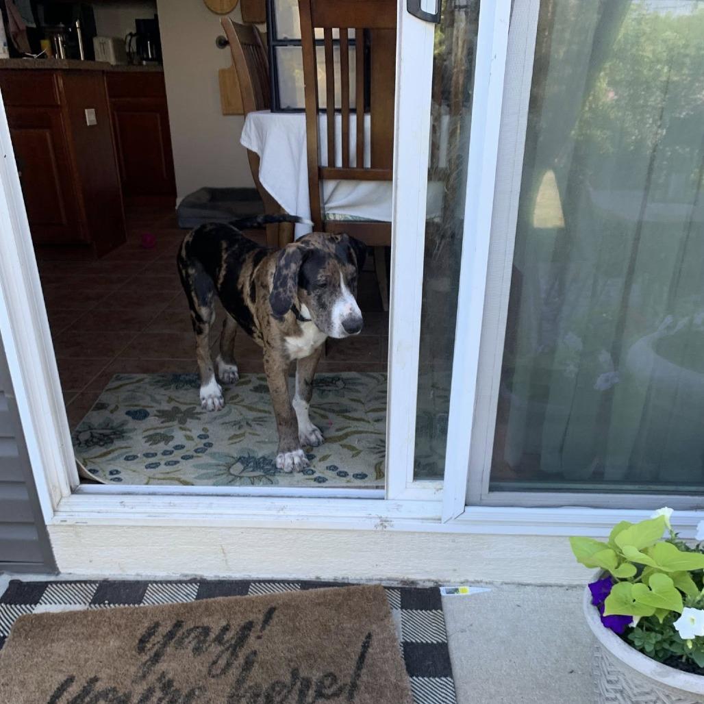 Odin, Adoptable, Puppy Male Great Dane & Catahoula Leopard Dog.