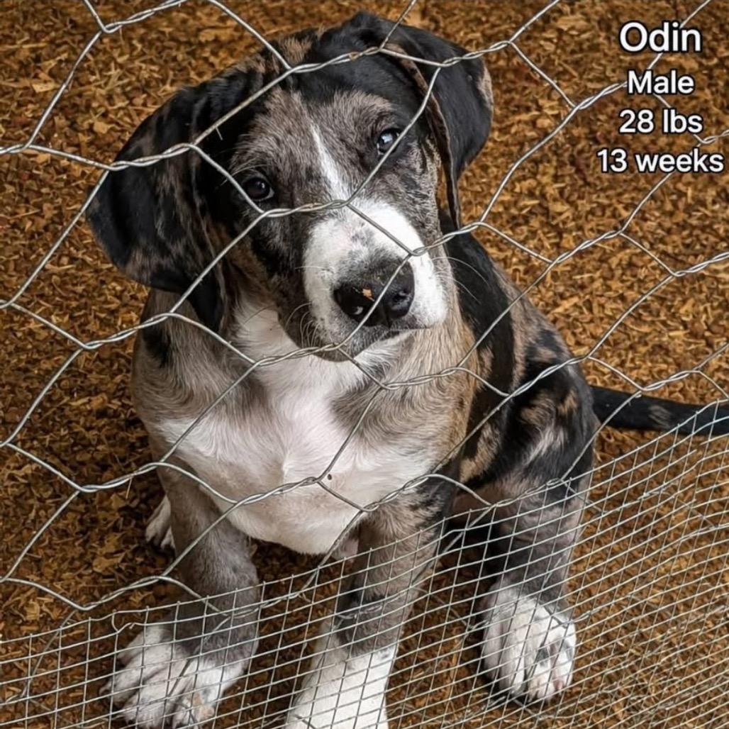 Odin, a Adoptable mixed breed in Joliet, IL image 2/5