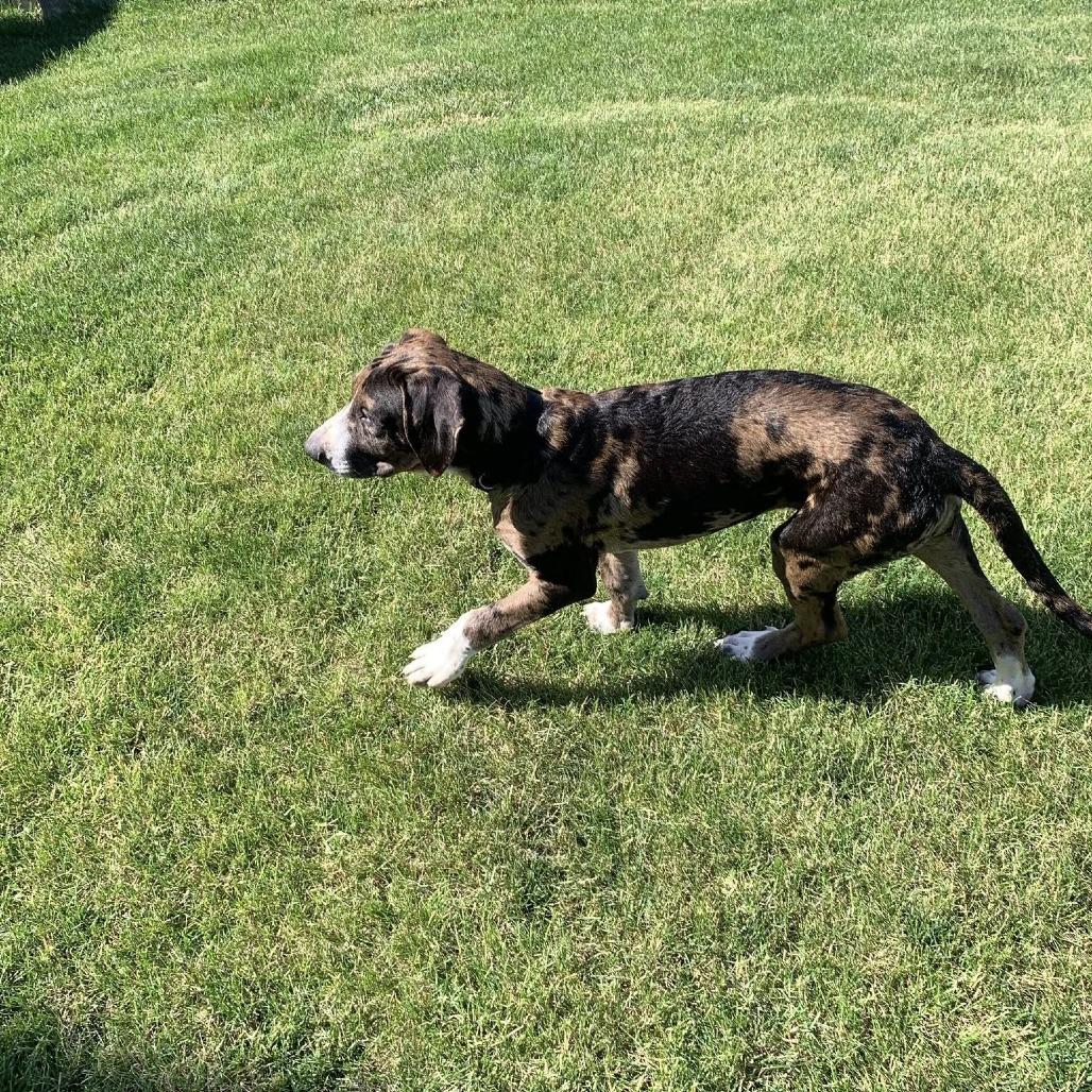 Odin, a Adoptable mixed breed in Joliet, IL image 4/5