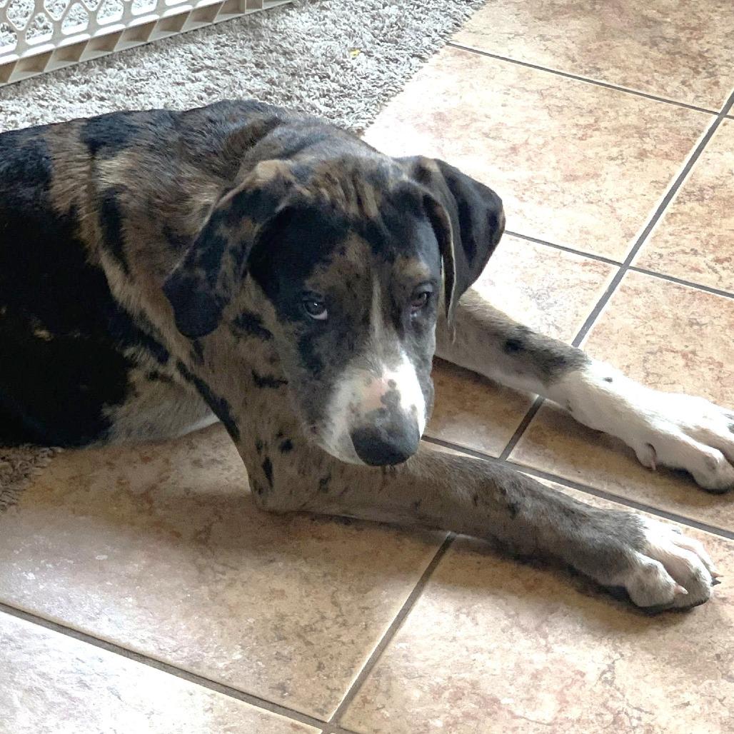 Odin, a Adoptable mixed breed in Joliet, IL image 5/5