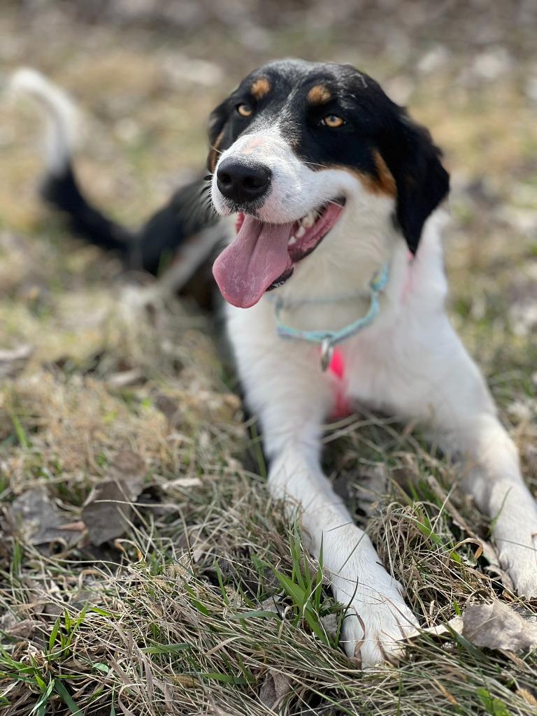 Tami - Summer Lovin' Promo, Adoptable, Young Female English Shepherd & Mixed Breed.