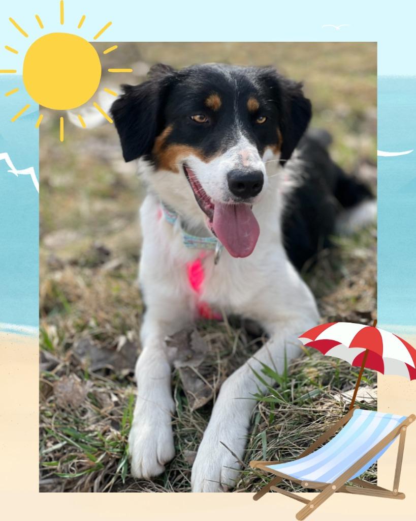 Tami - Summer Lovin' Promo, a Adoptable mixed breed in Savage, MN image 2/6