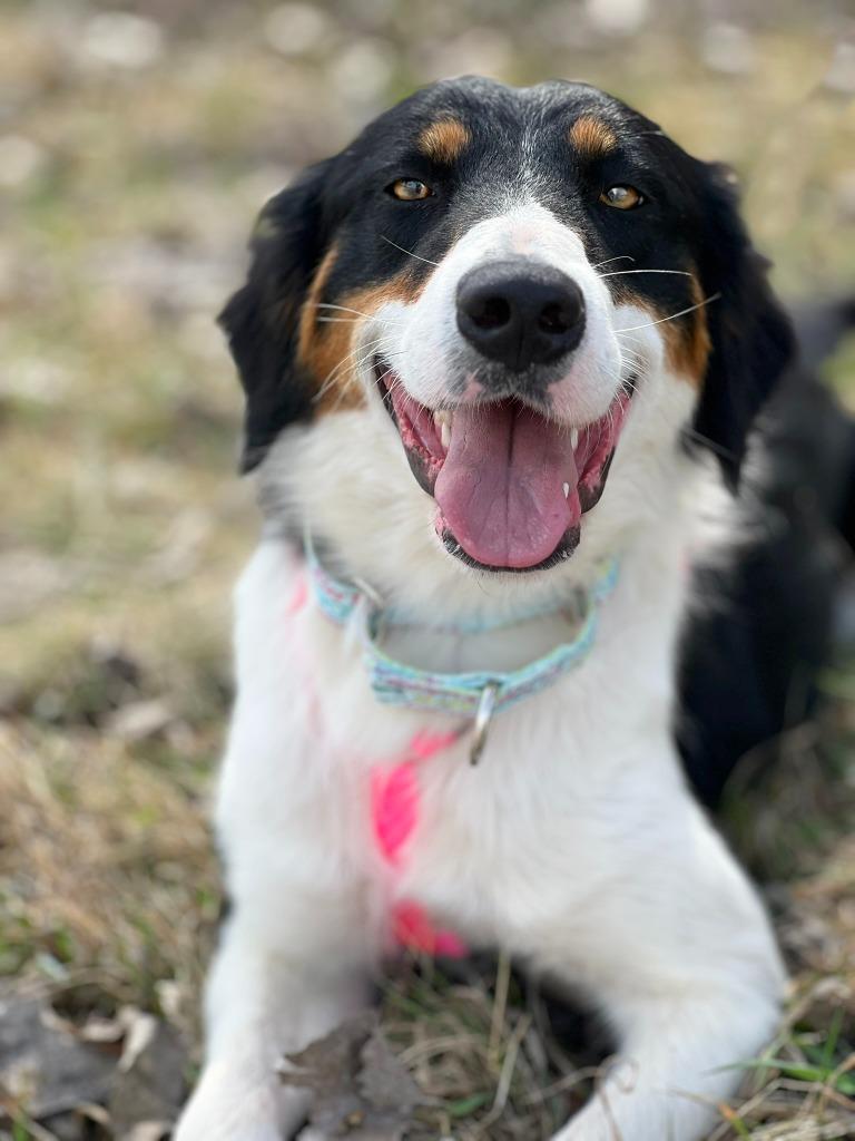 Tami - Summer Lovin' Promo, a Adoptable mixed breed in Savage, MN image 3/6