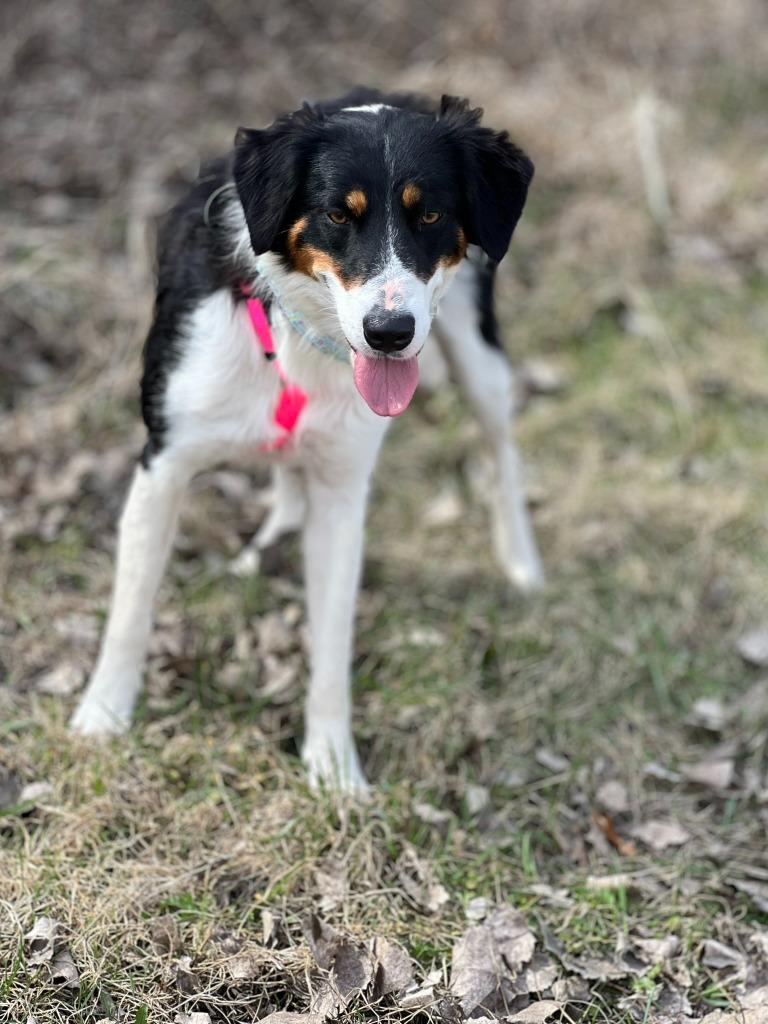 Tami - Summer Lovin' Promo, a Adoptable mixed breed in Savage, MN image 4/6