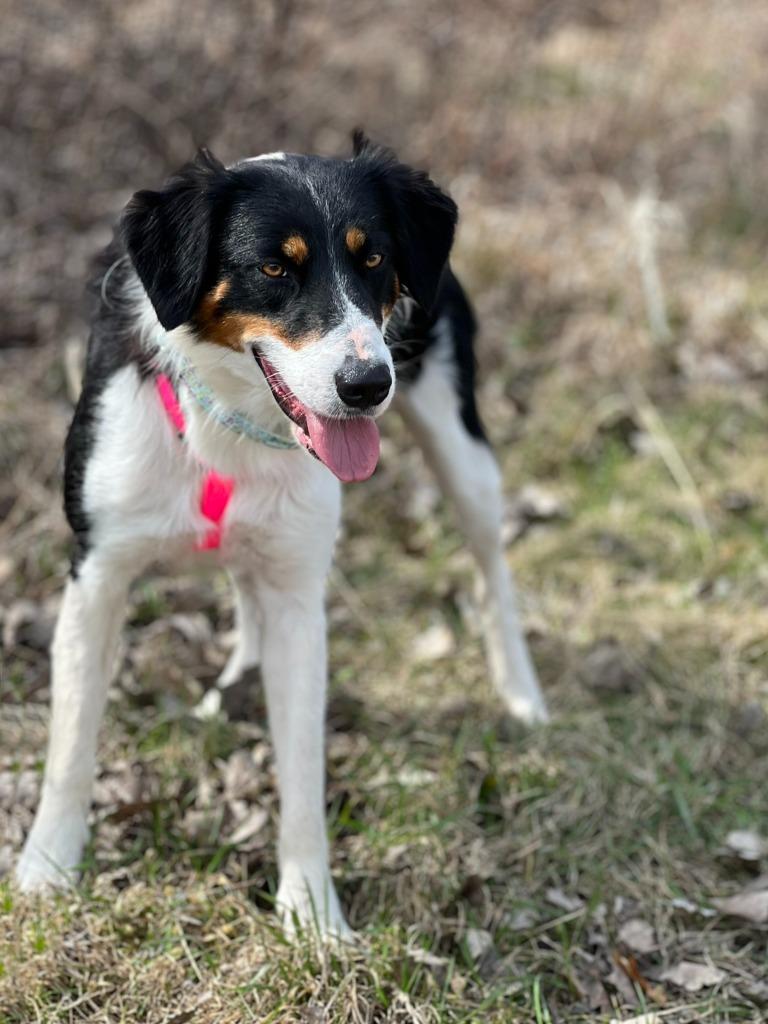 Tami - Summer Lovin' Promo, a Adoptable mixed breed in Savage, MN image 5/6