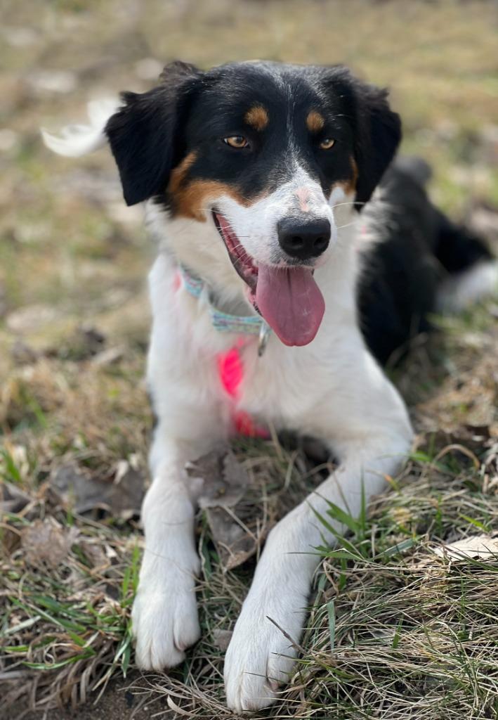Tami - Summer Lovin' Promo, a Adoptable mixed breed in Savage, MN image 6/6