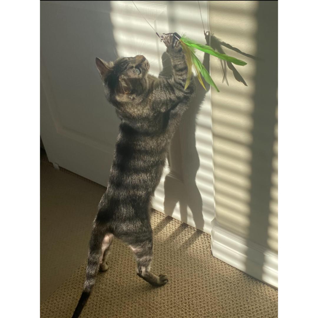 Enlarge Dottie, a ADOPTABLE mixed breed in Morgan Hill, CA image 5/6