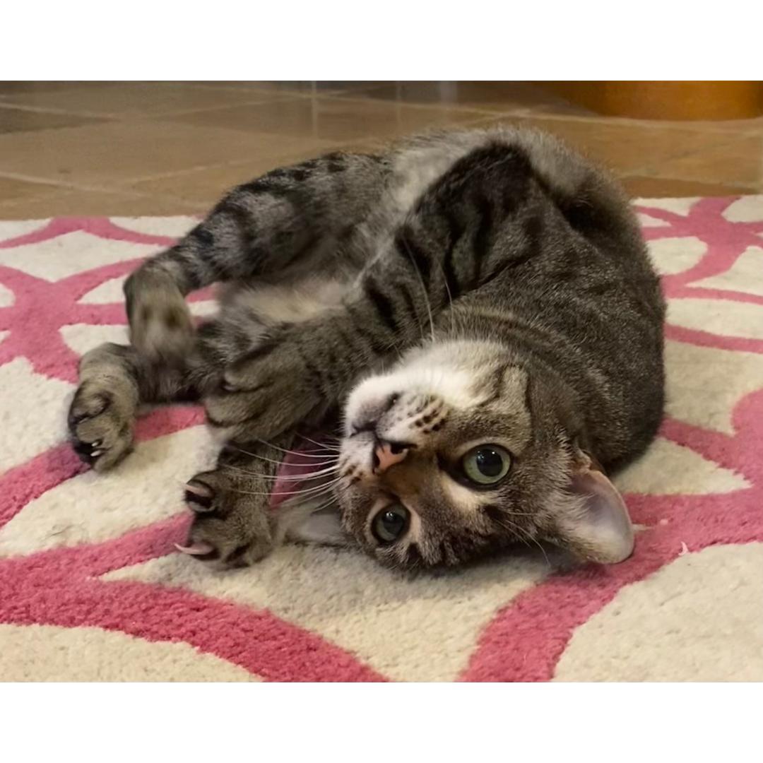 Enlarge Dottie, a ADOPTABLE mixed breed in Morgan Hill, CA image 4/6