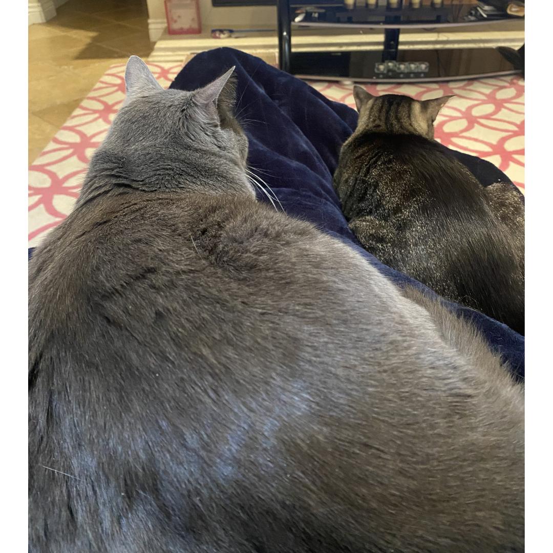 Enlarge Dottie, a ADOPTABLE mixed breed in Morgan Hill, CA image 3/6