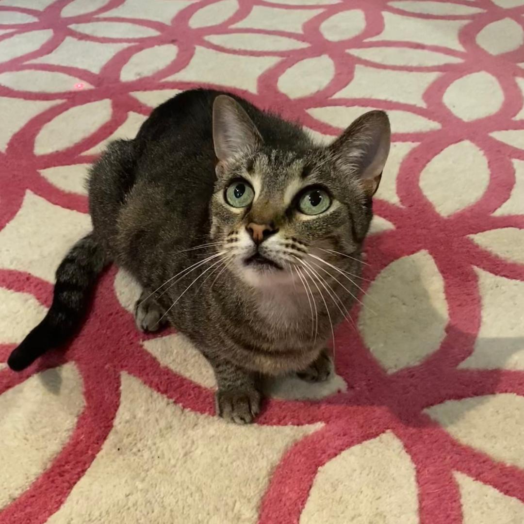 Enlarge Dottie, a ADOPTABLE mixed breed in Morgan Hill, CA image 6/6