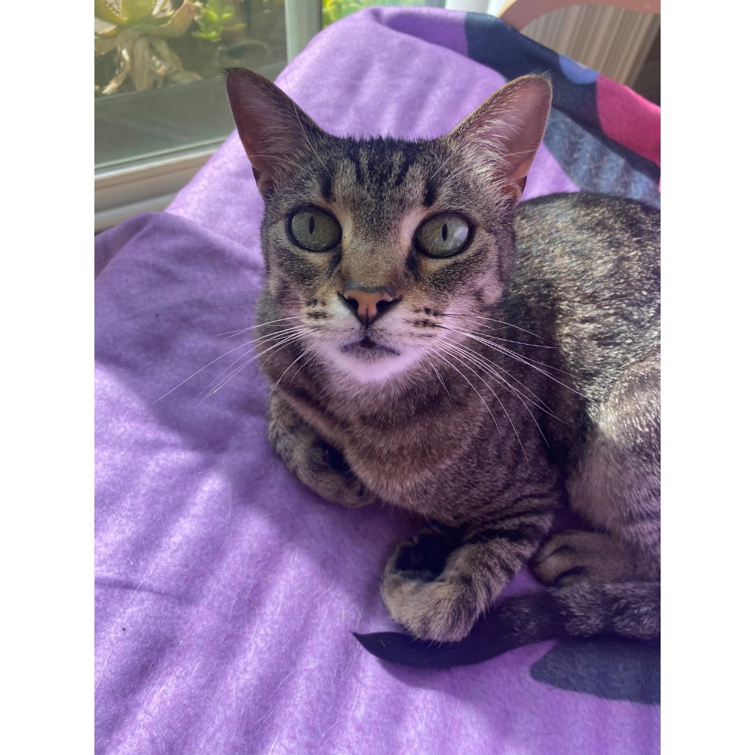 Dottie, ADOPTABLE, Adult Female Tabby & Domestic Short Hair.