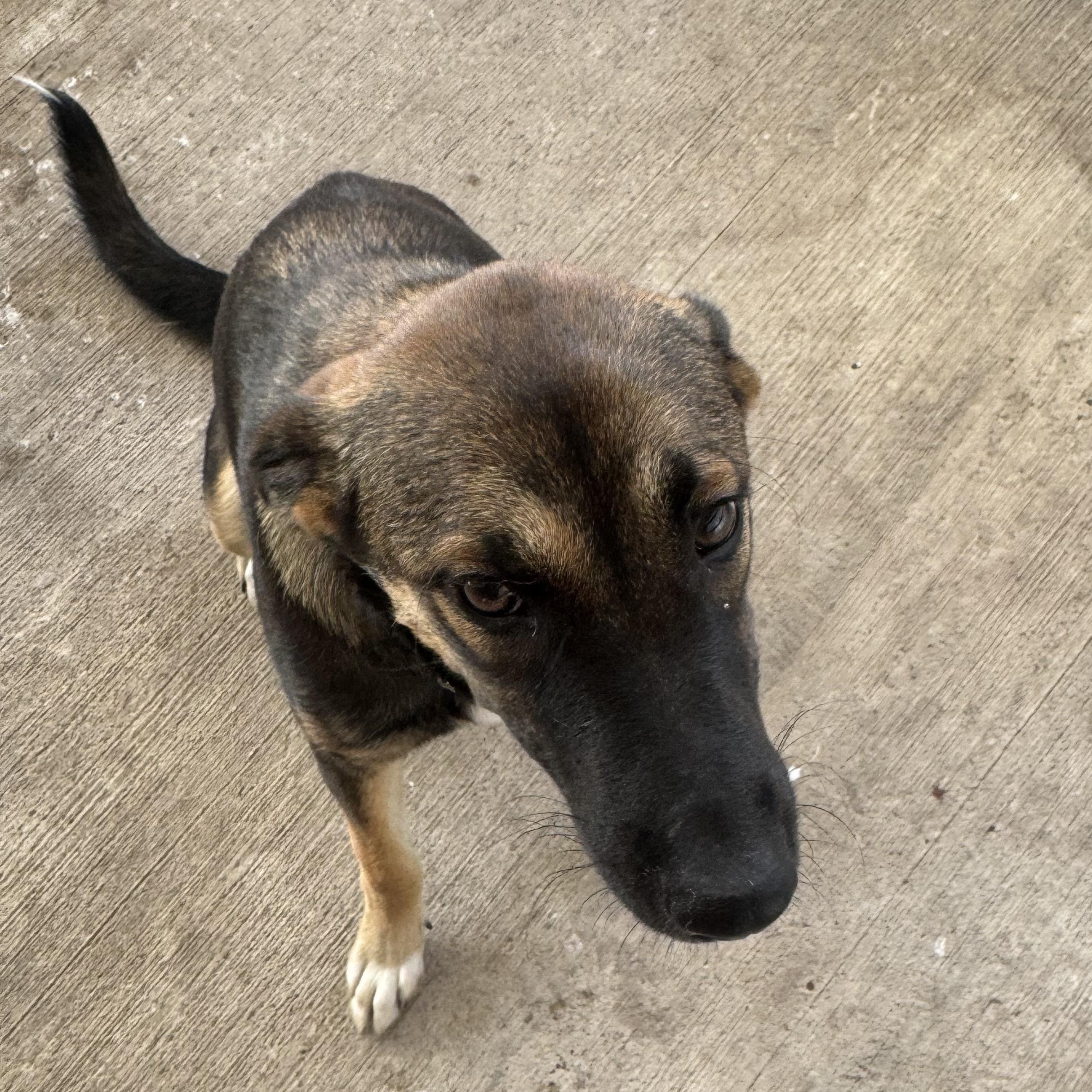 Enlarge Isla, a Adopted German Shepherd Dog in Willowbrook, IL image 1/6